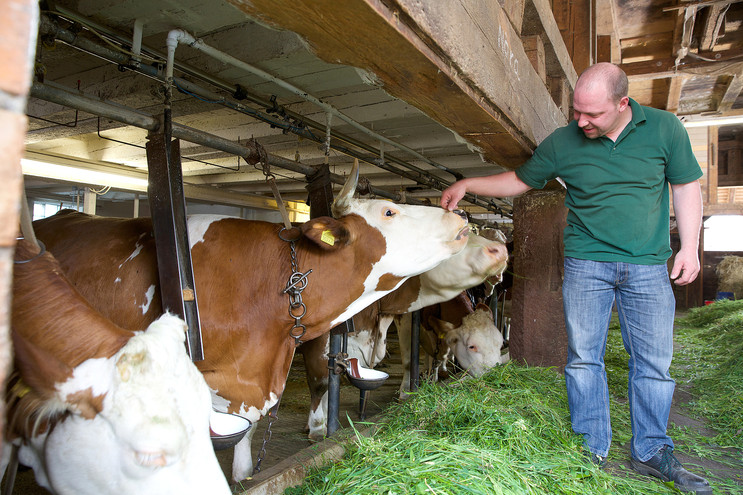 Die Kühe des Seidtenhofs geben die wervolle Milch für das Waldhonigeis.