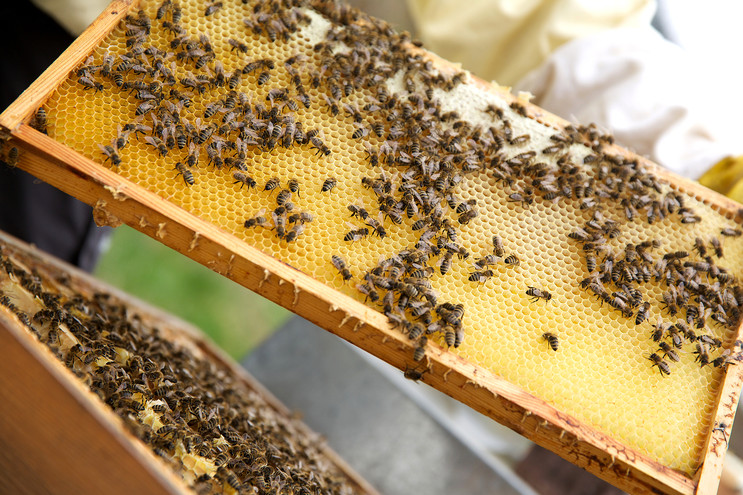 Die fleissigen Bienen sammeln den Nektar für das Waldhonigeis