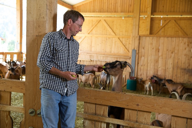 Die Ziegen von Michael Peterle geben die frische Milch für den Ziegenfrischkäse