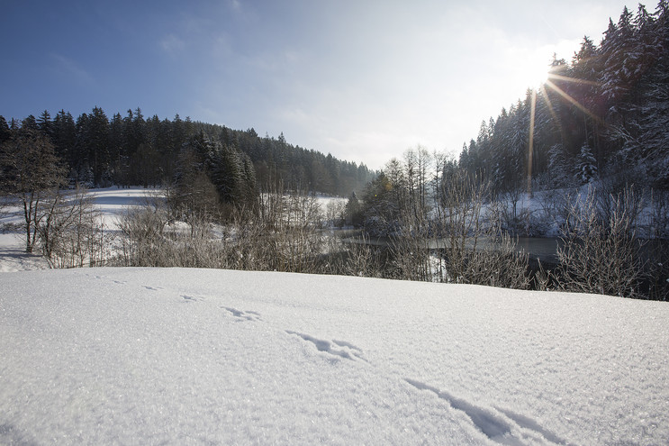 Der Märthesweiher im Reichenbachtal im Winter