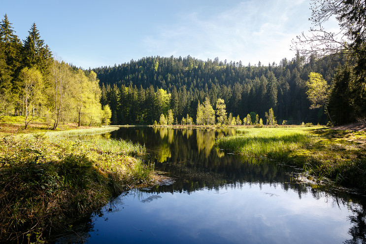 Ort der Entspannung, der Karsse im Nationalpark Schwarzwald.