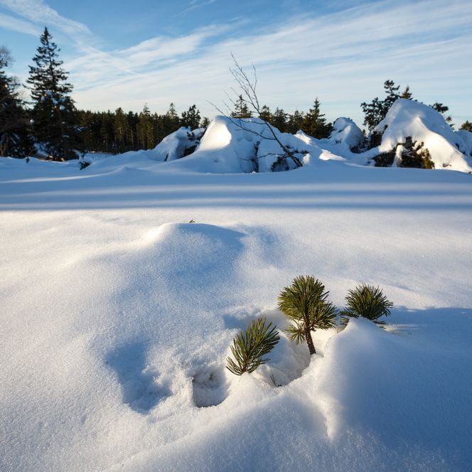 Schneebedeckte Landschaft im Nationalpark Schwarzwald