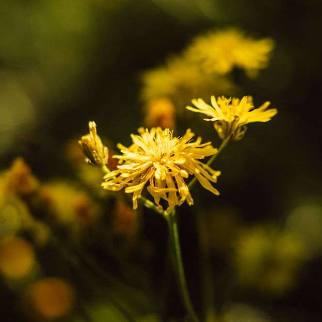 Gelbe Blume im Baiersbronner Wald