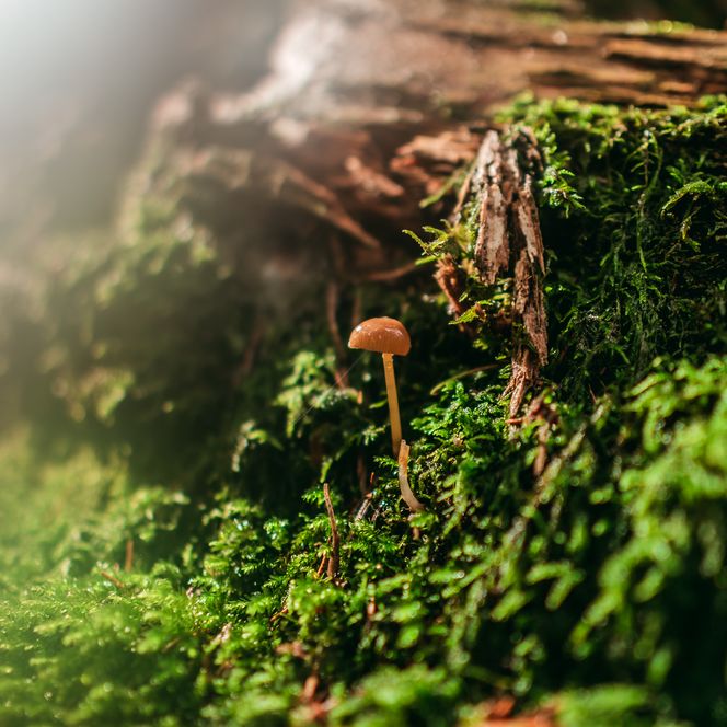 Ein kleiner Pilz und grünes Moos im Baiersbronner Wald