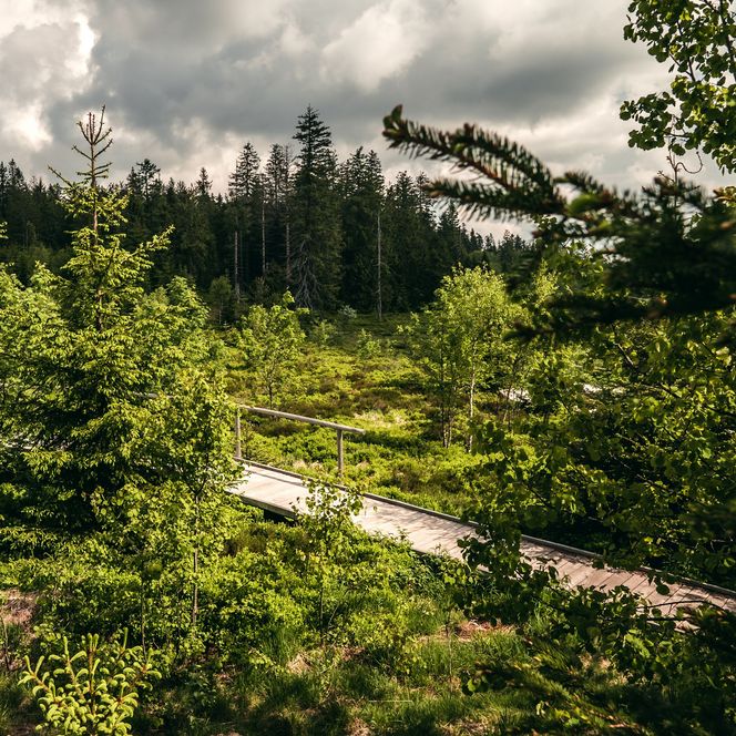 Lotharpfad im Nationalpark Schwarzwald