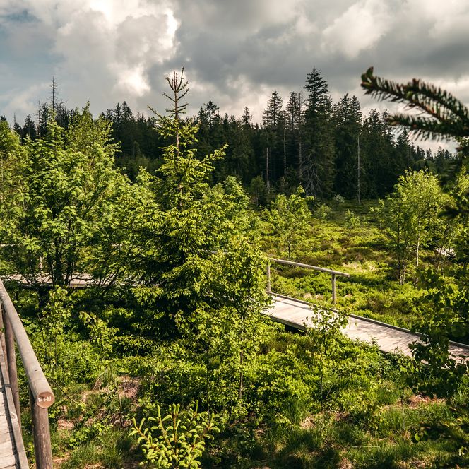 Lotharpfad beim Schliffkopf im Nationalpark Schwarzwald