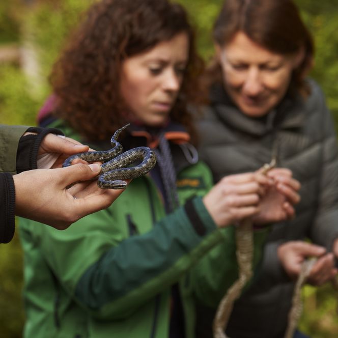 Rangerin erklärt die verschiedenen Schlangenarten im Nationalpark Schwarzwald