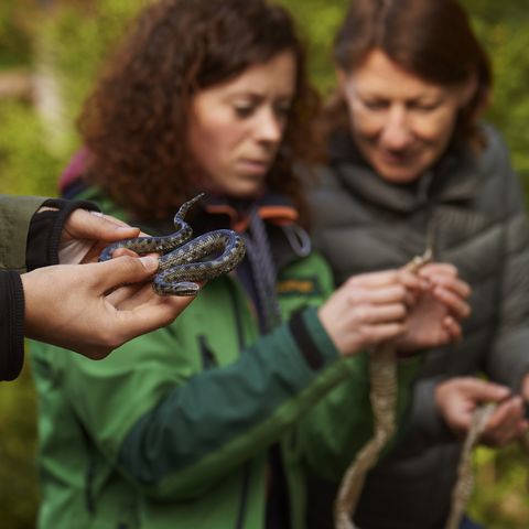 Rangerin erklärt die verschiedenen Schlangenarten im Nationalpark Schwarzwald
