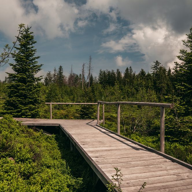 Erlebnispfad Lotharpfad im Nationalpark Schwarzwald