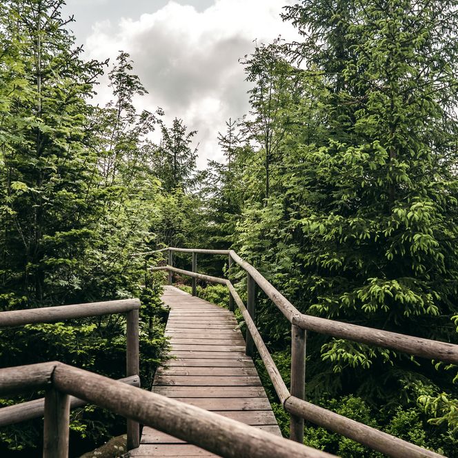 Lotharpfad im Nationalpark Schwarzwald