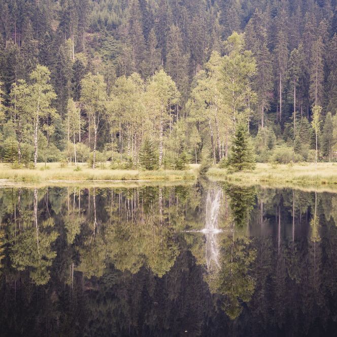 Ellbachsee in Baiersbronn
