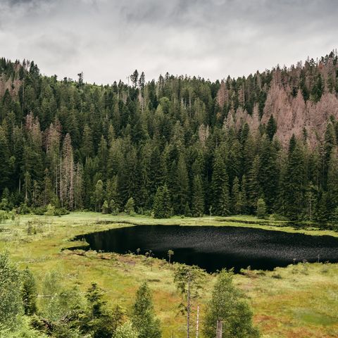 Huzenbacher See in Baiersbronn