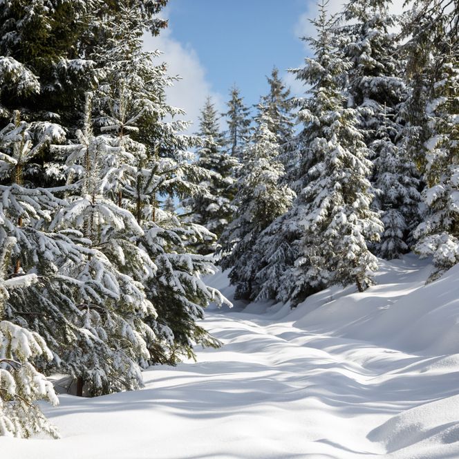 Wald im Nationalpark Schwarzwald im Winter