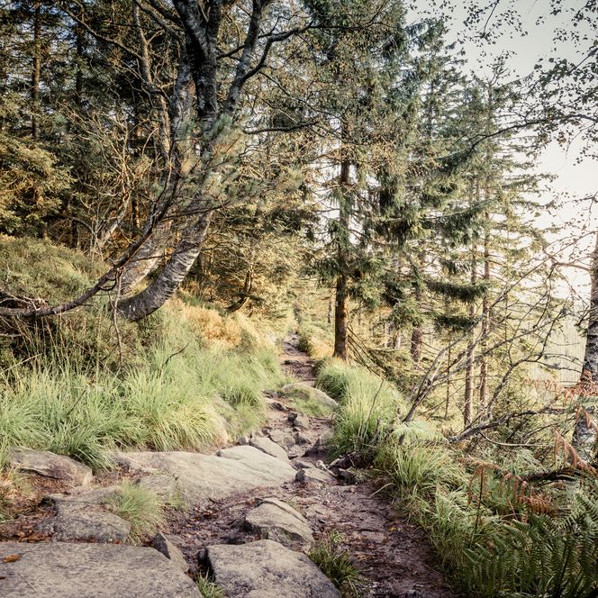 Ein Wanderweg im Baiersbronner Wald