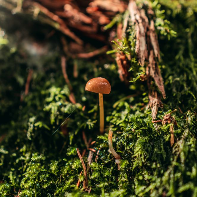 kleiner Pilz wächst im Schwarzwald