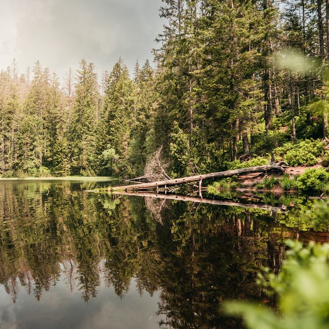 Wildsee im Nationalpatk Nordschwarzwald