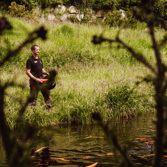 Fischzüchter beim Einfangen von Forellen aus dem Zuchtbecken des Forellenhof Buhlbach