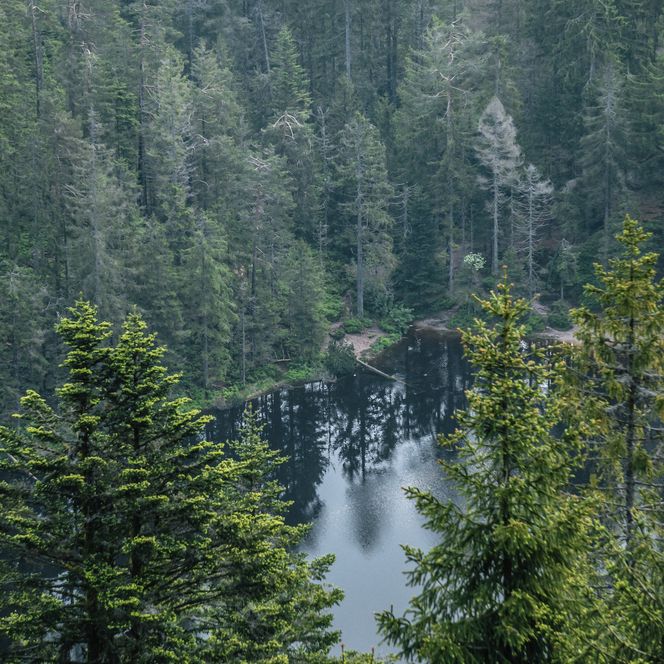 Blick auf den Wildsee im Nationalpark Schwarzwald