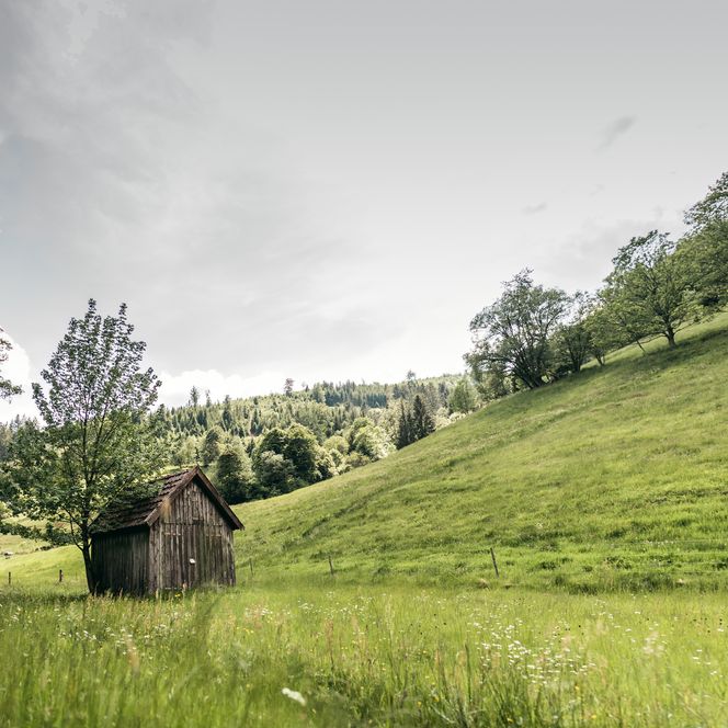 Kleine Holzhütte auf einer Wiese in Tonbach
