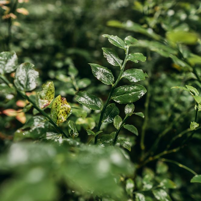 Grüne Blätter im Baiersbronner Wald