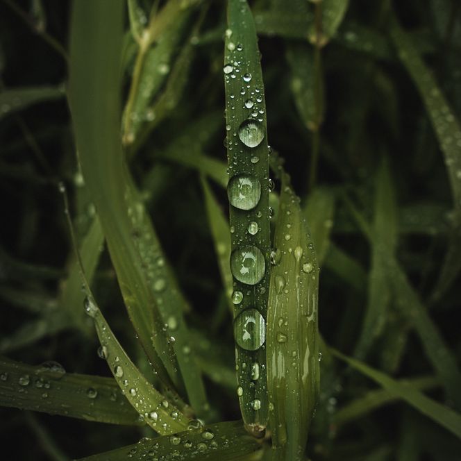 Wassertropfen auf grünen Grashalmen