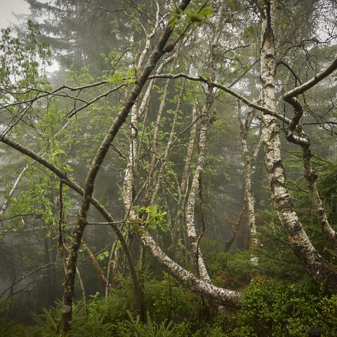 Wild wachsende Bäume im Nationalpark Schwarzwald