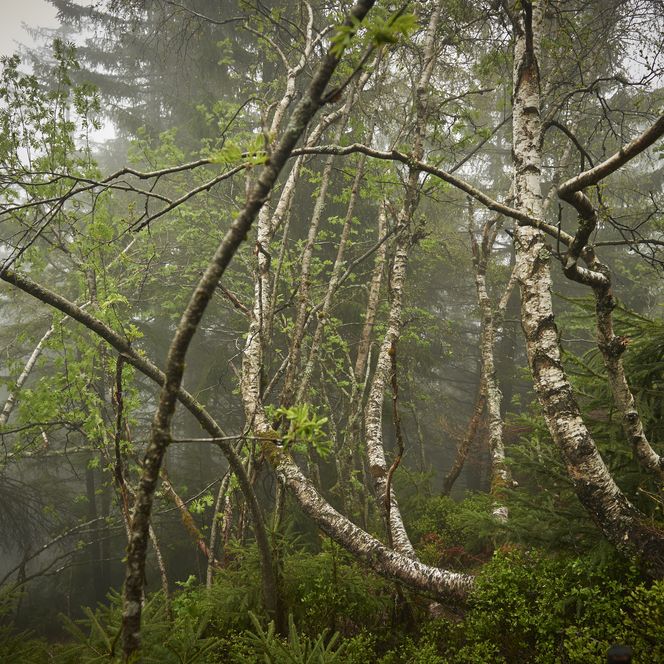 Wild wachsende Bäume im Nationalpark Schwarzwald