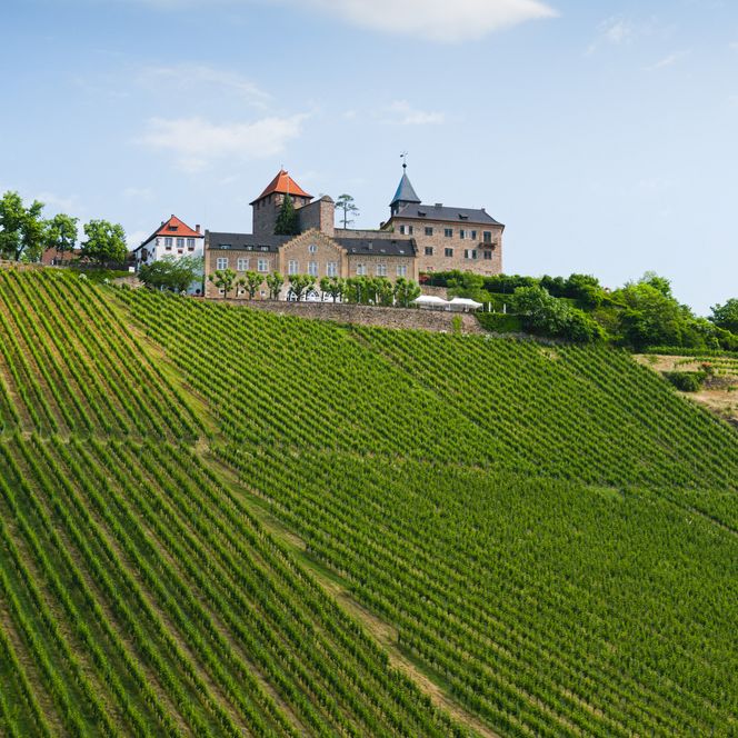 Schloss Eberstein in Gernsbach umgeben vom Weinberg