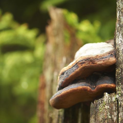 Pilzbefall an einem Baum im Nationalpark Schwarzwald