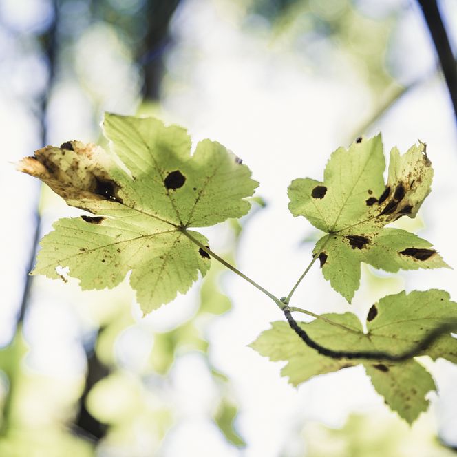 Blätter eines Baumes im Wald