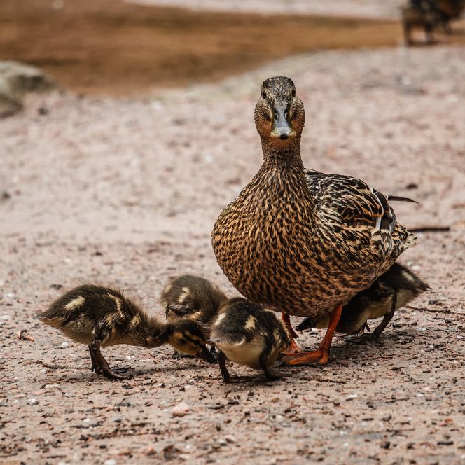 Entenfamilie am Rande des Wildsees im Nationalpark Schwarzwald