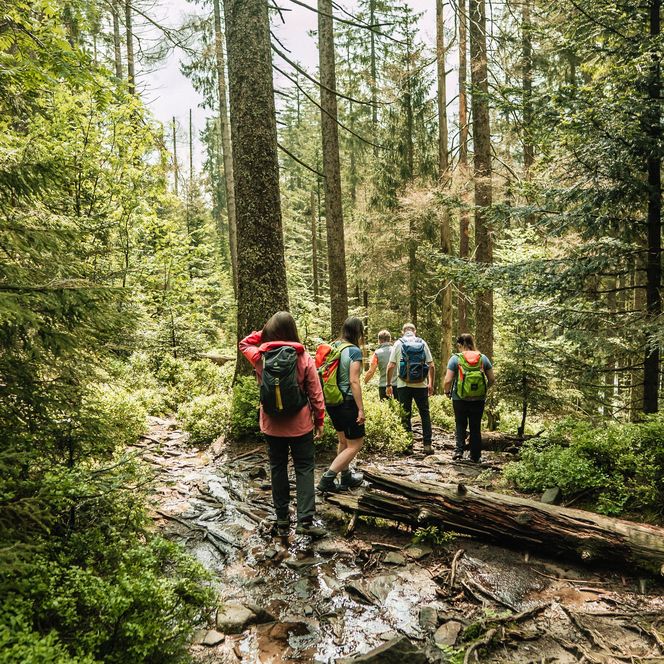 Eine Wandergruppe auf einem Wanderweg im Wald im Nationalpark Schwarzwald