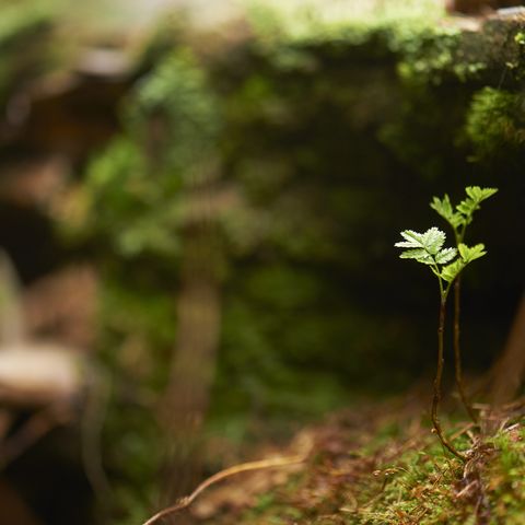 Pflanzen im Wald im Nationalpark Schwarzwald