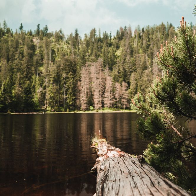 Wildsee im Nationalpark Schwarzwald