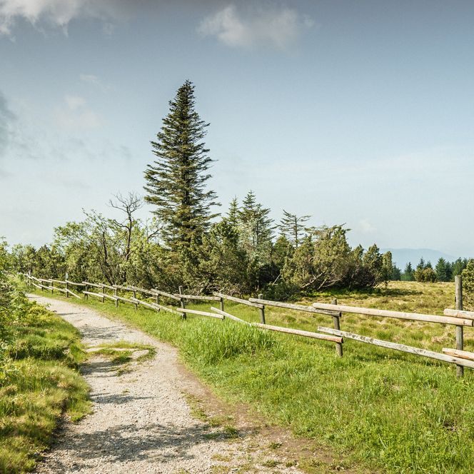 Wanderweg an den Grinden am Schliffkopf im Nationalpark Schwarzwald