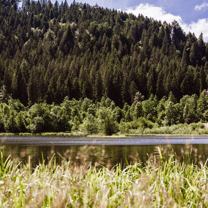 Sankenbachsee in Baiersbronn