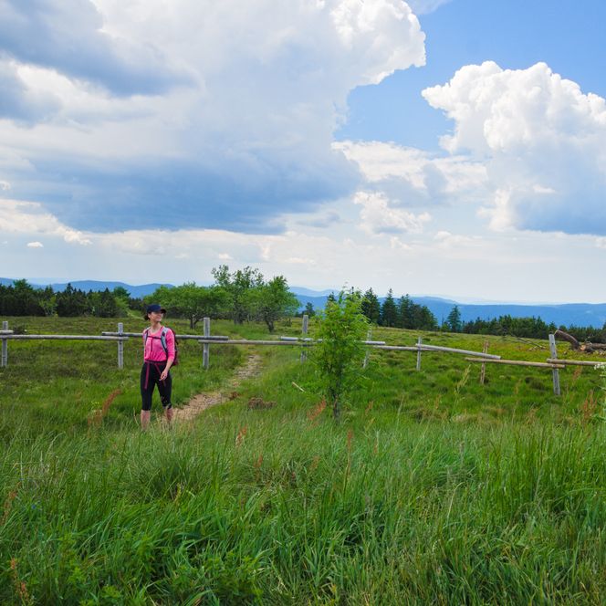 Eine Wanderin läuft einen Wanderweg durch die Grinden am Schliffkopf im Nationalpark Schwarzwald