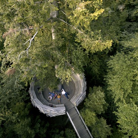 Hölzernes Nest auf dem Wildnispfad im Nationalpark Schwarzwald