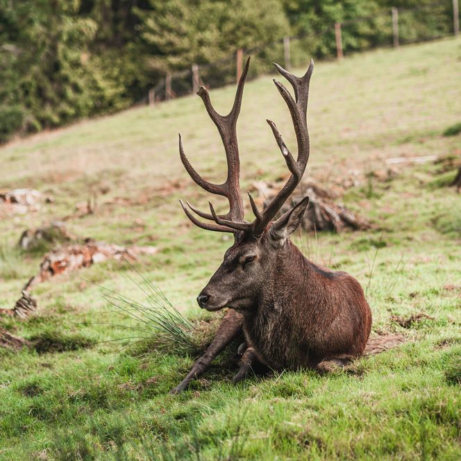 Ein Hirsch liegt im Wildgehege in Baiersbronn
