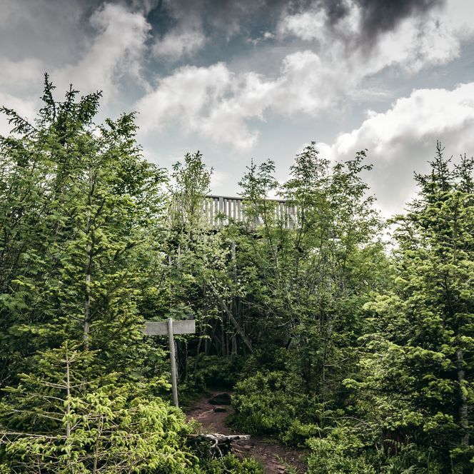 Sicht auf die Aussichtsplattform am Lotharpfad im Nationalpark Schwarzwald