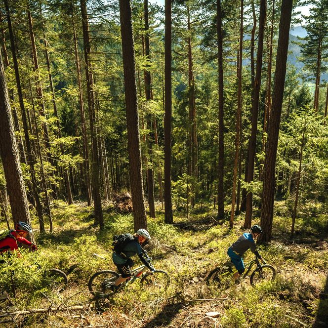 Zwei Mountainbiker fahren auf dem Schönblick-Trail in Baiersbron