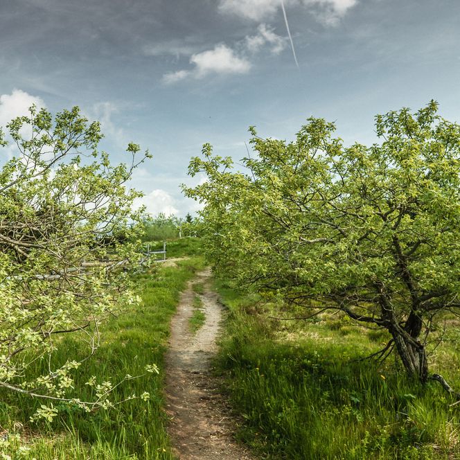 Wanderweg durch die Grinden und das Hochmoor am Schliffkopf im Nationalpark Schwarzwald