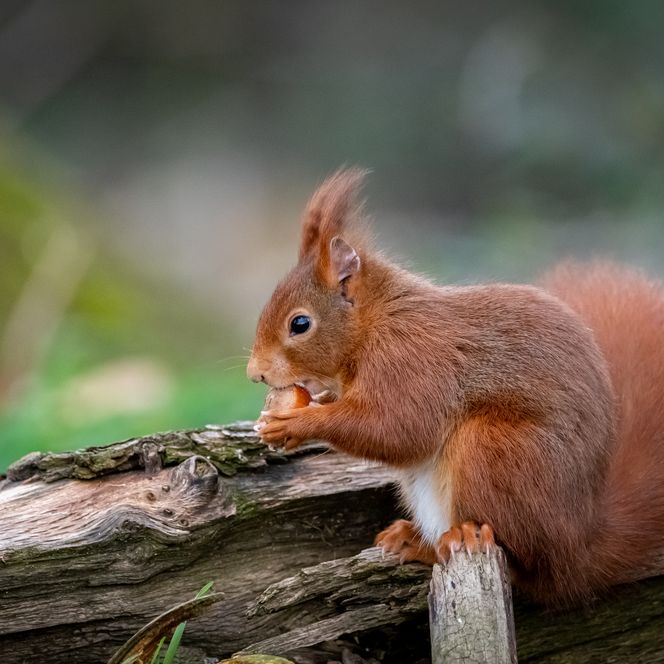 Ein Eichhörnchen beim Essen einer Haselnuss in Baiersbronn