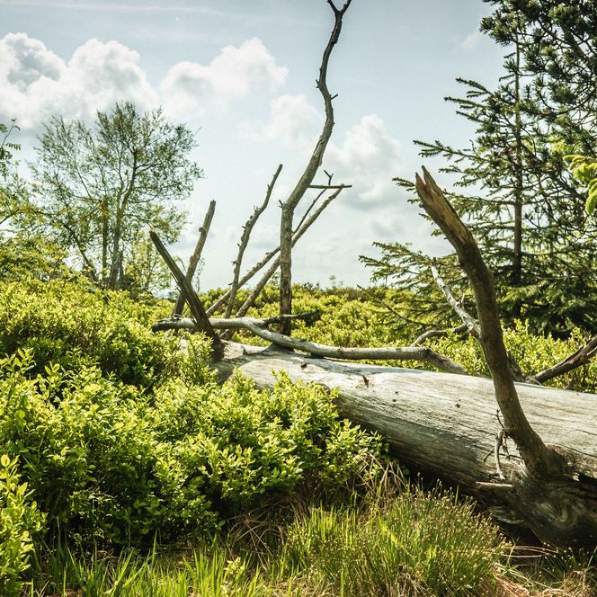 Totholz im Nationalpark Schwarzwald