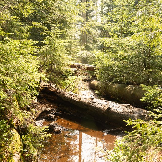 umgefallene Baumstämme im Baiersbronner Wald
