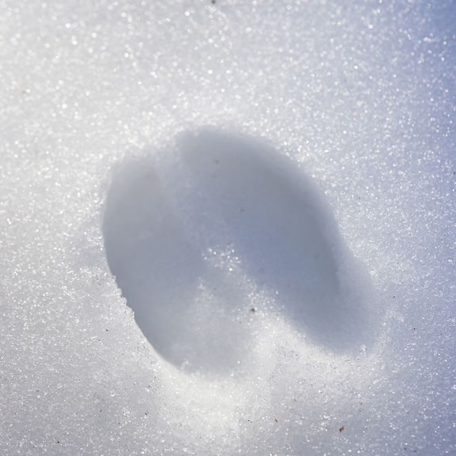 Spur eines Tieres im Schnee