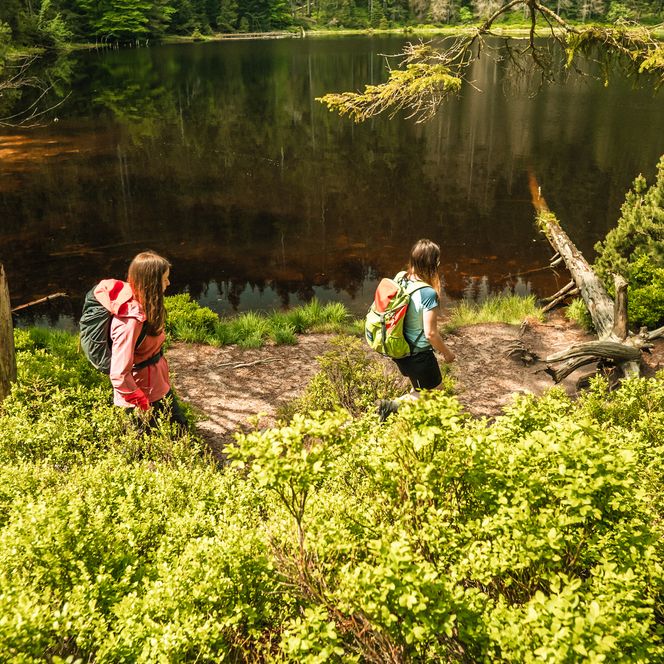Zwei Personen wandern auf dem Seensteig entlang des Wildsees