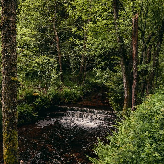 Ellbach fließt in Baiersbronn-Mitteltal