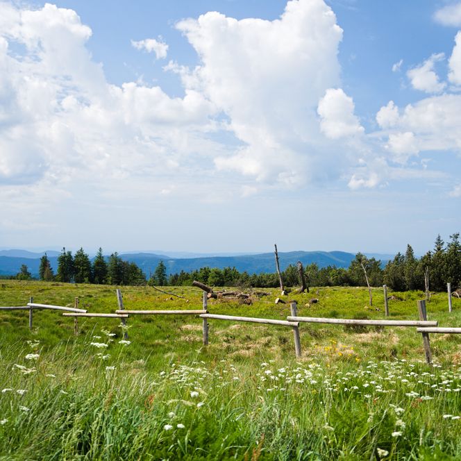 Grinde auf dem Schliffkopf im Nationalpark Schwarzwald