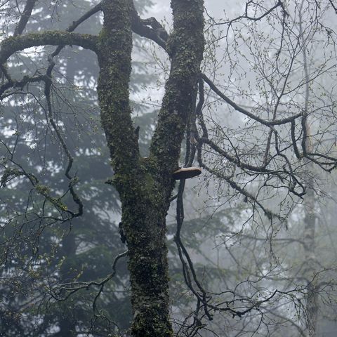 Bäume im Nebel im Nationalpark Schwarzwald